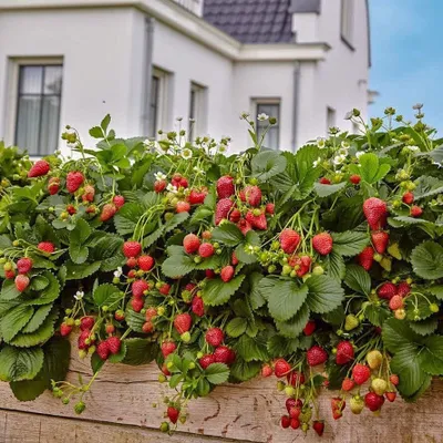 Zdjęcie produktu dla Truskawka pnąca wisząca 1L