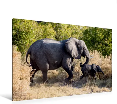 Produktbild von Calvendo Textil-Leinwand 120 cm x 80 cm quer Elefant mit Jungtier, Bentlage Horst; 7462438