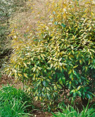Produktbild von Elaeagnus ebbingei 'Limelight', silberbunt, 40–60 cm