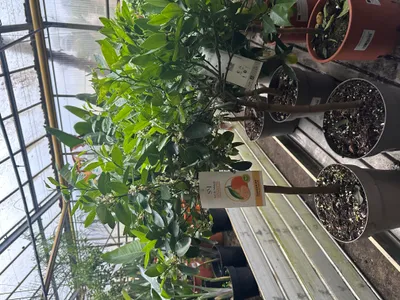 Produktbild von Mandarinenbaum Citrus reticulata 80-100 cm mit Blüten Zitrusbaum Obst Topfpflanze Kübelpflanze leckere Früchte