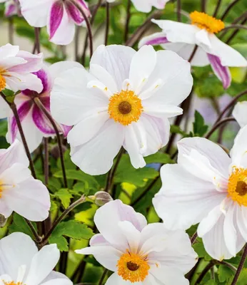 Produktbild von BALDUR Garten 6x Weiße Herbst-Anemone, Pflanzen im 9x9 cm-Topf, reichblühend, anmutiges Blütenmeer im Beet & Kübeler Dauerblüher, pflegeleicht & winterhart