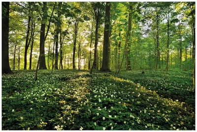 Produktbild von Wallario Wandbild aus Acryl, 90 x 60 cm, freischwebende Optik - Waldanemonen und Sonnenstrahlen im Wald
