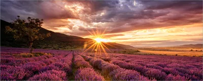 Produktbild von Wallario selbstklebendes Poster - Lavendelfeld bei Sonnenuntergang - Sonnenstrahlen, Größe: 80 x 200 cm