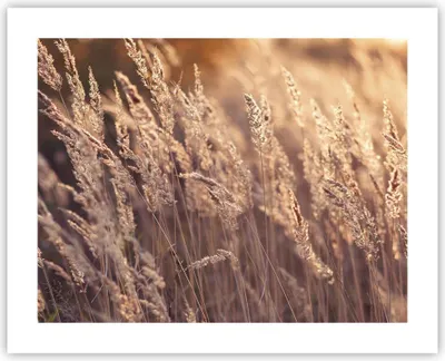 Produktbild von Poster - Poster ohne Rahmen - Boho Ähren Feld - 50x40 cm - Wand Bild - Wanddeko - Wandbilder - Kunstposter - Wandposter - Bilder - Kunstdruck - Wanddekoration - Wandbild - P2XAA50x40-4838