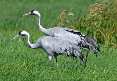 Produktbild von 3 D Ansichtskarte Kraniche, Postkarte Wackelkarte Hologrammkarte Tiere Tier Kranich Vogel Vögel