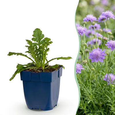 Produktbild von Scabiosa, Sorte „Butterfly Blue“ – Taubenkraut – Bienen- und Schmetterlingsmagnet – Violett – 6 Pflanzen - 15-25cm - Ø11cm - Gartenpflanze