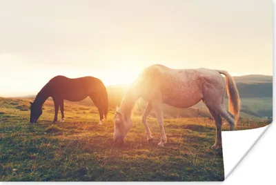 Produktbild von MuchoWow® Poster Pferde - Sonne - Tiere 60x40 cm - Schlafzimmerdekoration