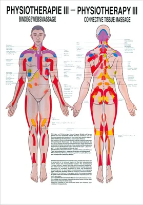 Produktbild von Bindegewebsmassage Mini-Poster Anatomie 34x24 cm medizinische Lehrmittel