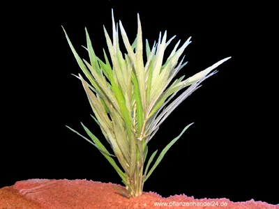 Produktbild von 1 Bund Hygrophila Salicifolia mini, Weidenblättrig
