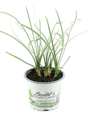 Produktbild von Enseleits Knobi Gras, Knoblauchgras Pflanze  Tulbaghia violacea