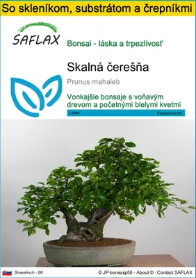 Obrázok produktu pre SAFLAX Kultivačný set - skalná čerešňa - Prunus mahaleb - 30 Semená - S mini skleníkom, pestovateľským substrátom a 2 črepníkmi