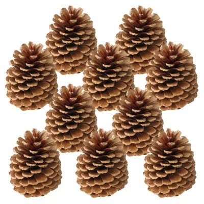 Produktbild von Zapfen Tannenzapfen für Gestecke Naturdeko Bastelmaterial braun 10er Set 10-14 cm