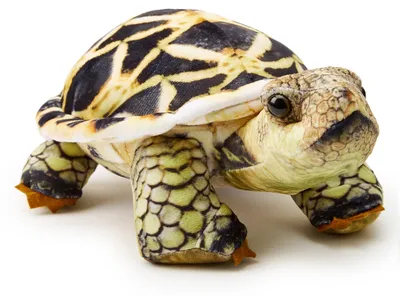 Produktbild von Zappi Co Kinder's Weiches Kuscheliges Plüschtier - Perfekte weiche Spielgefährten für Kinder im bedruckten Stil (26cm Länge) (Indische Sternschildkröte)