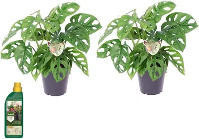 Productafbeelding van Kamerplant Set - Gatenplant - Interieur Decoratie - Luchtzuiverend - Pot 12 cm - Groen