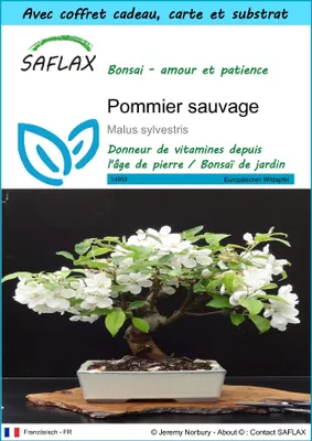 Image de SAFLAX Ensemble-cadeau - Pommier sauvage - 30 graines - Malus