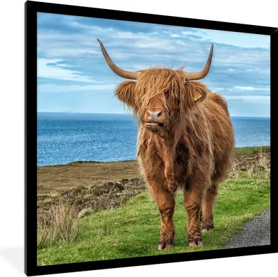 Produktbild von MuchoWow® Gerahmtes Poster Schottischer Highlander - Wasser - Hörner 40x40 cm - Poster mit Schwarzem Bilderrahmen Wandposter Rahmen Foto Bilder - Mit Rahmen - Wanddekoration Schlafzimmer