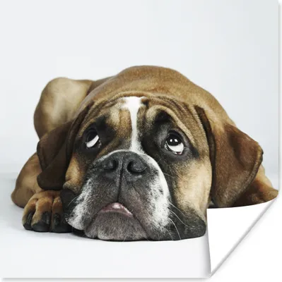 Produktbild von MuchoWow® Poster Hund - Haustiere - Weiß 75x75 cm - Wand Dekoration