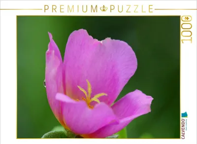 Produktbild von CALVENDO Puzzle Portulakröschen | 1000 Teile Lege-Größe 64x48cm Foto-Puzzle für glückliche Stunden