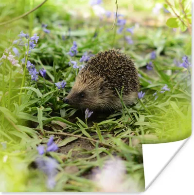 Produktbild von MuchoWow® Poster Igel - Lila - Blumen 50x50 cm - Wohnzimmerdekoration