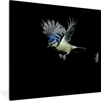 Produktbild von MuchoWow® Gerahmtes Poster Vögel - Federn - Schwarz 40x40 cm - Poster mit Schwarzem Bilderrahmen Wandposter Rahmen Foto Bilder - Mit Rahmen - Wanddekoration Schlafzimmer