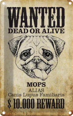 Produktbild von vianmo Blechschild 30x20 cm Hund wanted dead Mops Alias Tier Haustier
