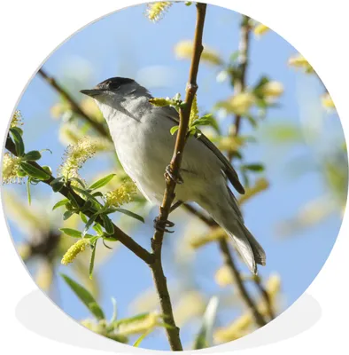Produktbild von MuchoWow® Rundes Wandbild - Runde Bilder Vogel im Baum Ø 60 cm Kreis Wanddekoration Kunststoff - Wandkreis - Wandschmuck - Wand Kreis - Das Schlafzimmer - Die Bilder - Wandmalerei - Kunst für das Haus - das Plastik