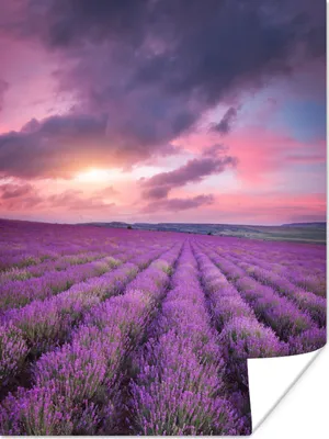 Produktbild von MuchoWow® Poster Lavendel - Lila - Wolken - Blumen 120x160 cm - Wandbilder