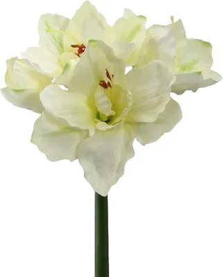 Produktbild von Kunstblume AMARYLLIS ca. 66cm. 1 Stängel mit 4 Blüten. Grün-Weiß-Creme