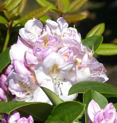 Obrázok produktu pre Veľkokvetá alpská ruža Rhododendron hybrid Gomer Waterer 40 – 50 cm