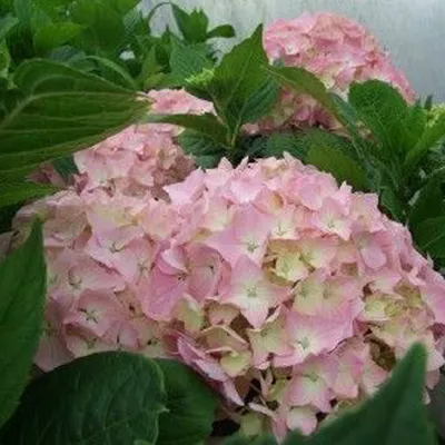 Immagine prodotto di 2 x  Ortensia  - Hydrangea macrophylla 'King George Vii'  | 25-30 cm in vaso