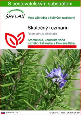 Obrázok produktu pre SAFLAX - Skutočný rozmarín - Rosmarinus officinalis - 100 Semená - S pestovateľským substrátom bez klíčkov