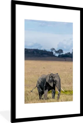Produktbild von MuchoWow® MuchoWow® Gerahmtes Poster Elefant - Gras - Tiere - Natur 60x90 cm - Poster mit zchwarzem Bilderrahmen - Dekoration - Wandposter Wohnzimmer - Hochwertig