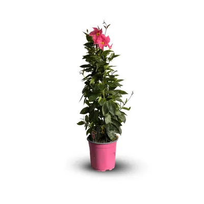 Image de Dipladenia pyramide - plante fleurie - ↕ 70-80 cm - ⌀ 17 cm - plante d'intérieur & extérieur - fleur rose