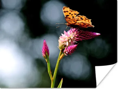 Produktbild von MuchoWow® Poster Schmetterling - Blumen - Insekten 160x120 cm - Foto Plakat