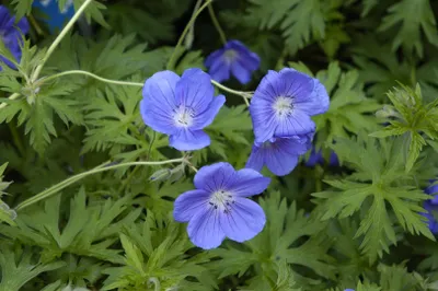 Produktbild von Geranium pratense 'Orion', Storchschnabel, blauviolett, ca. 9x9 cm Topf