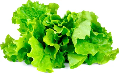 Immagine prodotto di Lattuga EMSA Click & Grow