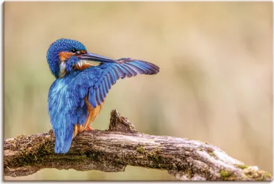 Produktbild von ARTland Leinwandbild Eisvogel II Größe: 60x40 cm