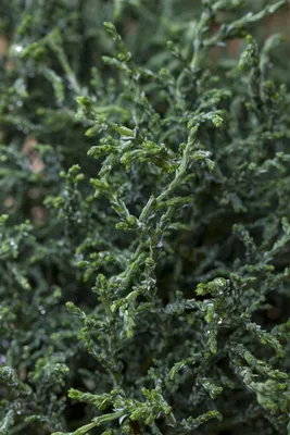 Produktbild von Chamaecyparis obtusa 'Lycopodioides', Muschelzypresse, 20–25 cm