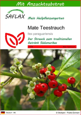 Produktbild von SAFLAX - Heilpflanzen - Mate Teestrauch - 10 Samen - Mit keimfreiem Anzuchtsubstrat - Ilex paraguariensis
