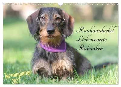 Produktbild von Familienplaner - Liebenswerte Rabauken - Rauhaardackel (Wandkalender 2027 DIN A3 quer), CALVENDO Monatskalender