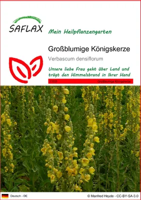 Produktbild von SAFLAX - Heilpflanzen - Großblumige Königskerze - 500 Samen - Verbascum densiflorum