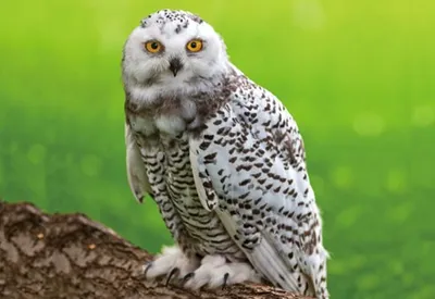 Produktbild von 3 D Ansichtskarte Schnee Eule, Postkarte Wackelkarte Hologrammkarte Tiere Tier Vogel Eulen