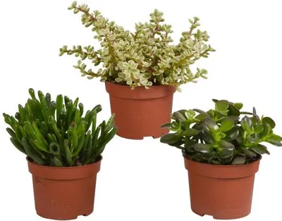 Produktbild von Crassula Mix 3 Pflanzen Ø10,5cm Sukkulenten Minibäume pflegeleicht Zimmerpflanze