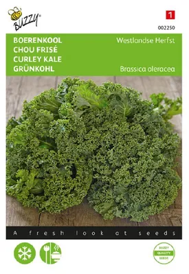 Obrázok produktu pre Kapusta Westländer polokrivá | Semená kapusty od Buzzy Seeds