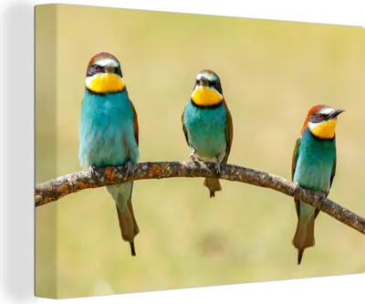 Zdjęcie produktu dla OneMillionCanvasses® - Obrazy na płótnie - 140x90 cm, Ptaki - Zwierzęta - Pszczołowate, Dekoracja ścienna - Zdjęcie na płótnie - Obraz na drewnianej ramie
