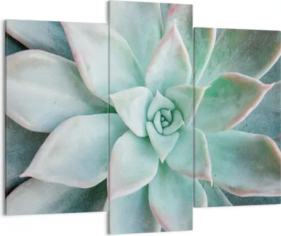 Produktbild von Bild auf Leinwand - Leinwandbild - 3 Teile - Blau Blätter Agave - 130x100cm - Wand Bild - Wanddeko - Wandbilder - Leinwanddruck - Bilder - Wanddekoration - Leinwand bilder - Wandbild - CB130x100-4628