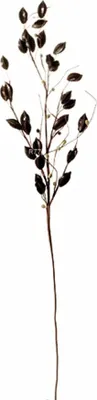 Produktbild von ASA Zweig Mit Schoten, L. 80 Cm Deko