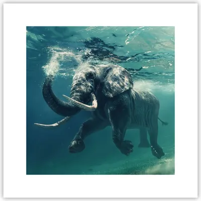 Produktbild von Poster - Poster ohne Rahmen - Elefant Tier Wasser - 30x30 cm - Wand Bild - Wanddeko - Wandbilder - Kunstposter - Wandposter - Bilder - Kunstdruck - Wanddekoration - Wandbild - P2XAC30x30-3944