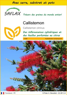 Image de SAFLAX Ensemble de culture - Callistemon - 400 graines - Callistemon