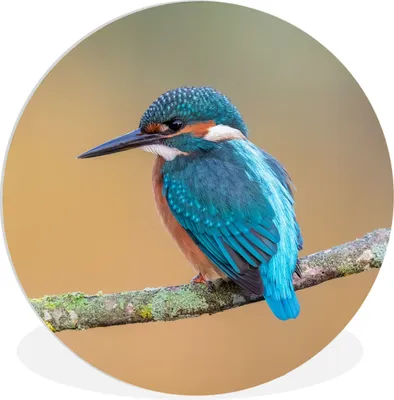 Produktbild von MuchoWow® Rundes Wandbild - Runde Bilder Vogel - Eisvogel - Tiere - Zweig Ø 60 cm Kreis Wanddekoration Kunststoff - Wandkreis - Wandschmuck - Wand Kreis - Das Schlafzimmer - Die Bilder - Wandmalerei - Kunst für das Haus - das Plastik